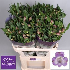 ALSTROEMERIA ARDENNE XXL 80